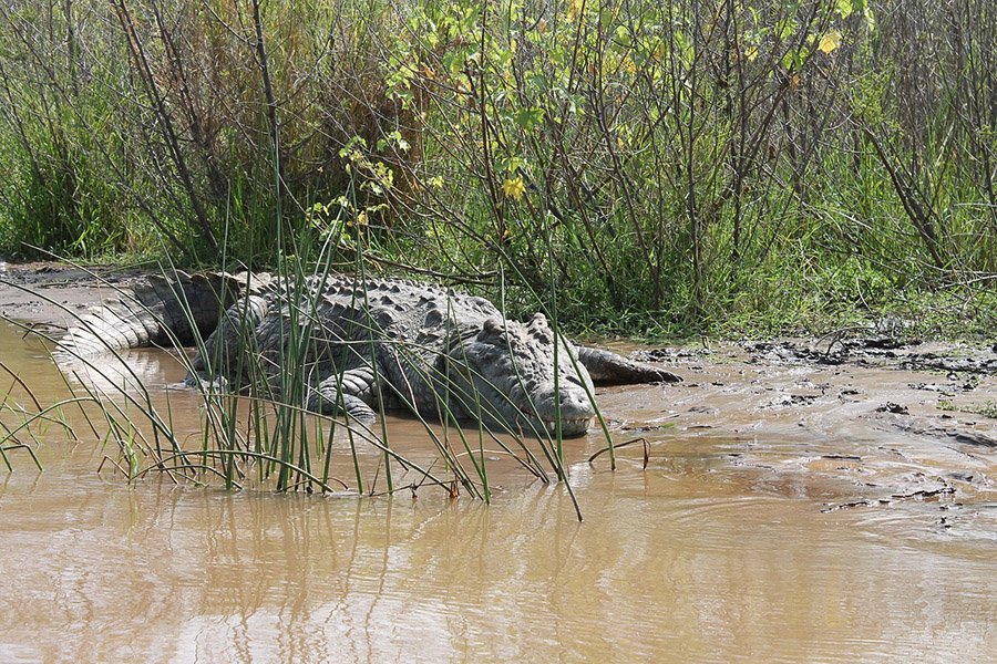 Nile crocodile