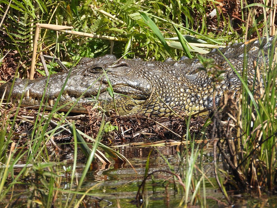 Nile crocodile in habitat