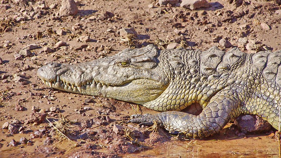 Nile crocodile on a beach