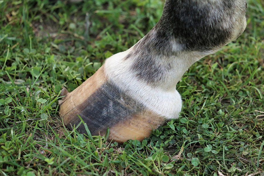 Odd-Toed Ungulate Hoof