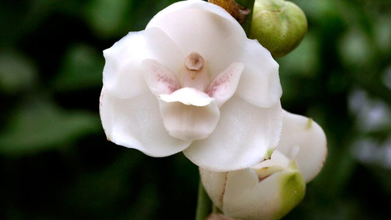 Panama Peristeria elata