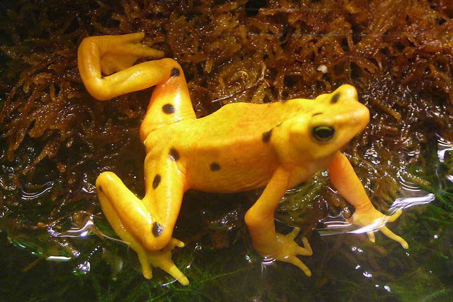 Panamanian Golden Frog