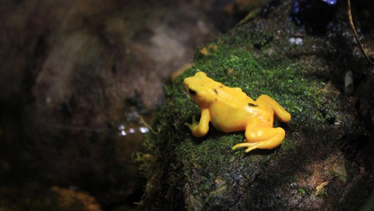 Panama national animal - Hero