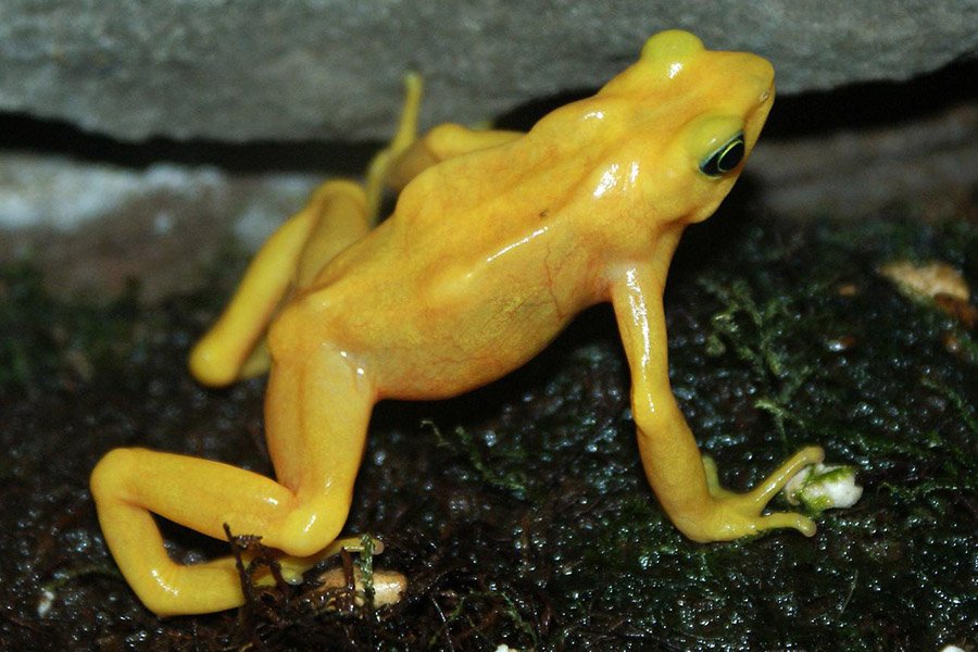 Panamanian Golden Frog