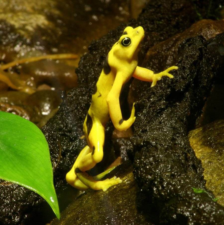 Panamanian Golden Frog