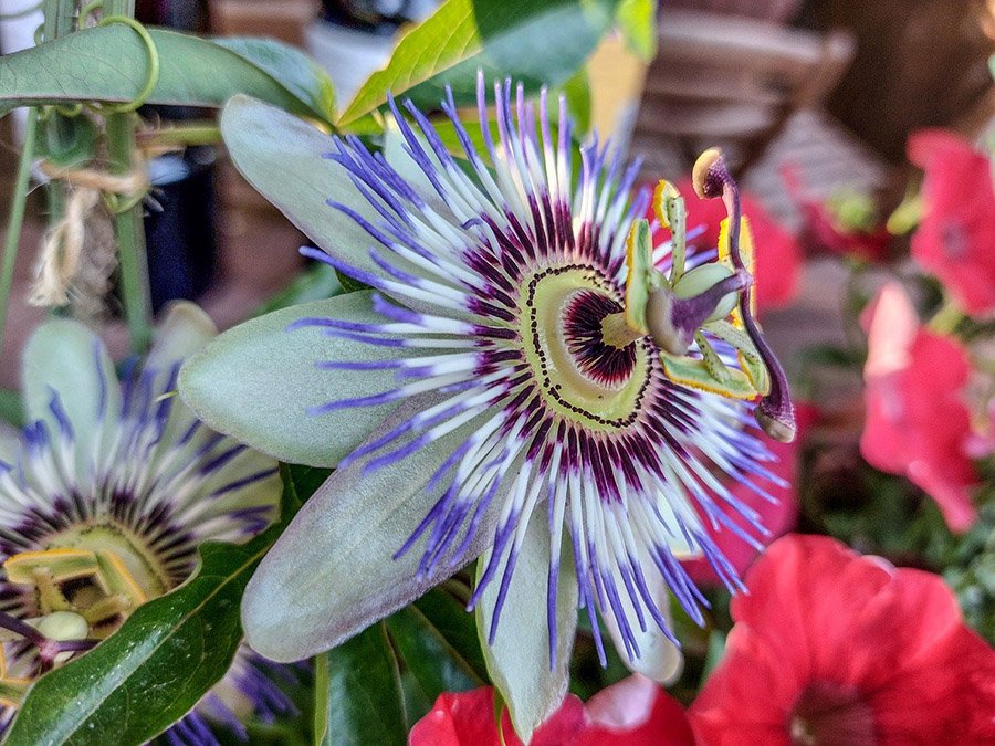 Paraguay Bluecrown Passionflower