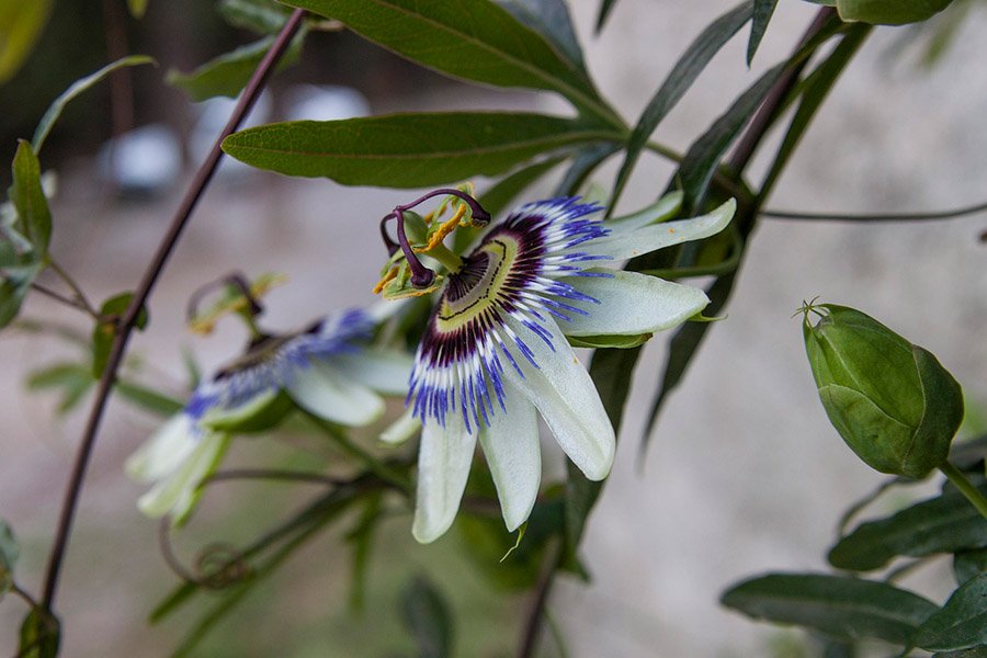 Paraguay Bluecrown Passionflower