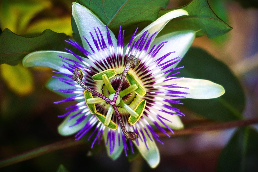 Paraguay Bluecrown Passionflower