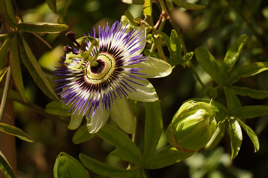 Paraguay Bluecrown Passionflower