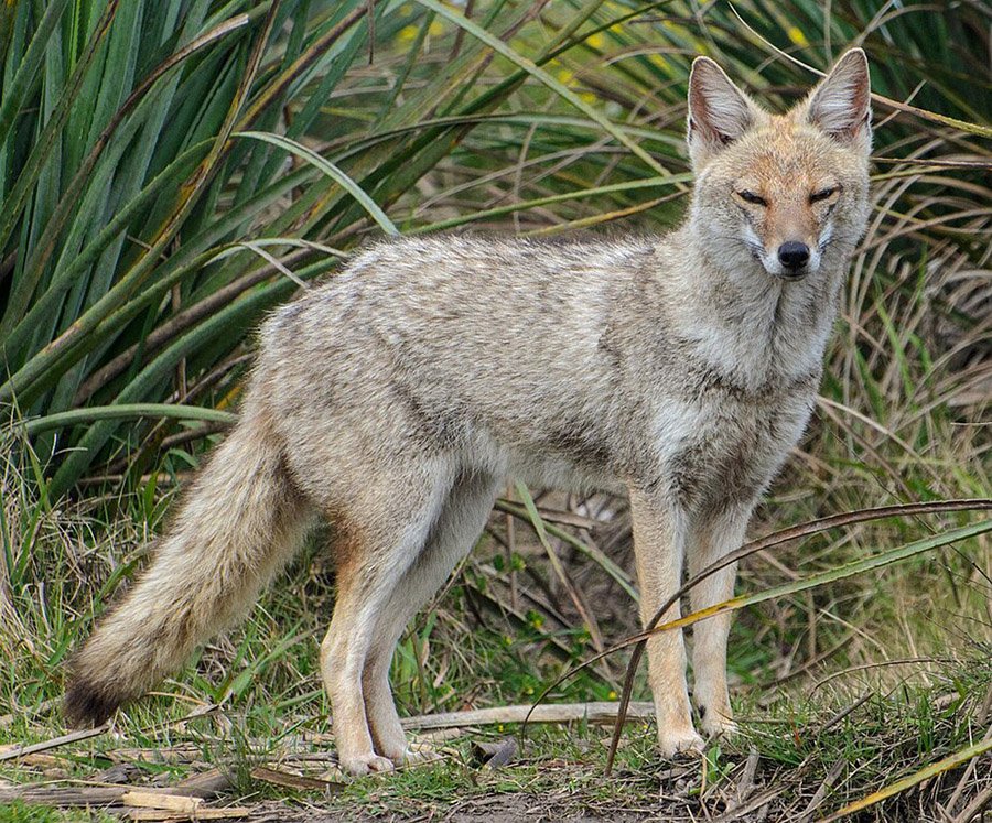 Paraguay Pampas Fox 