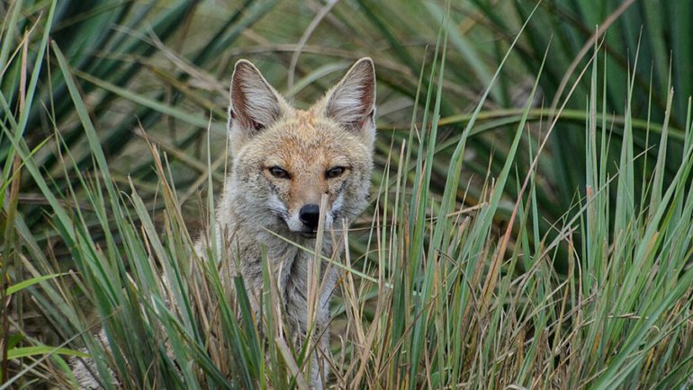 Paraguay Pampas Fox