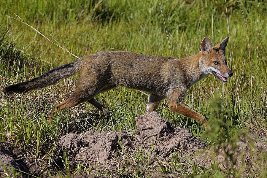 Paraguay Pampas Fox 