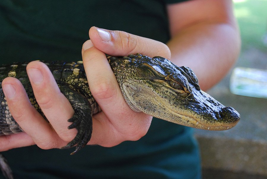 Person holding a baby alligator