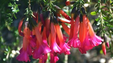 Peru Cantua buxifolia