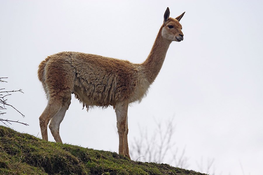 Peru Vicuna 