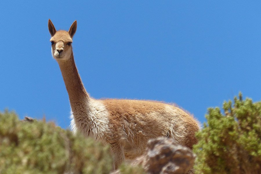 Peru Vicuna 