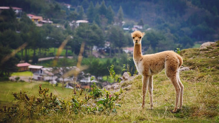 Peru national animal - Hero