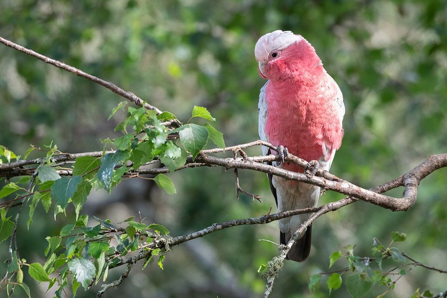 Pink Parrots - Galah Cockatoo