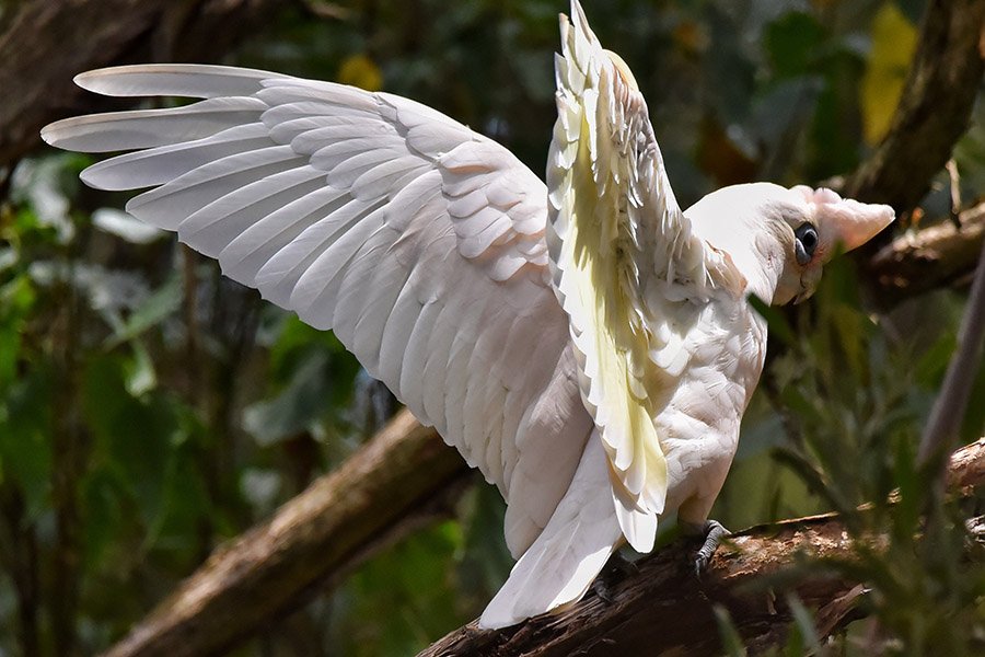 Pink Parrots - Little Corella