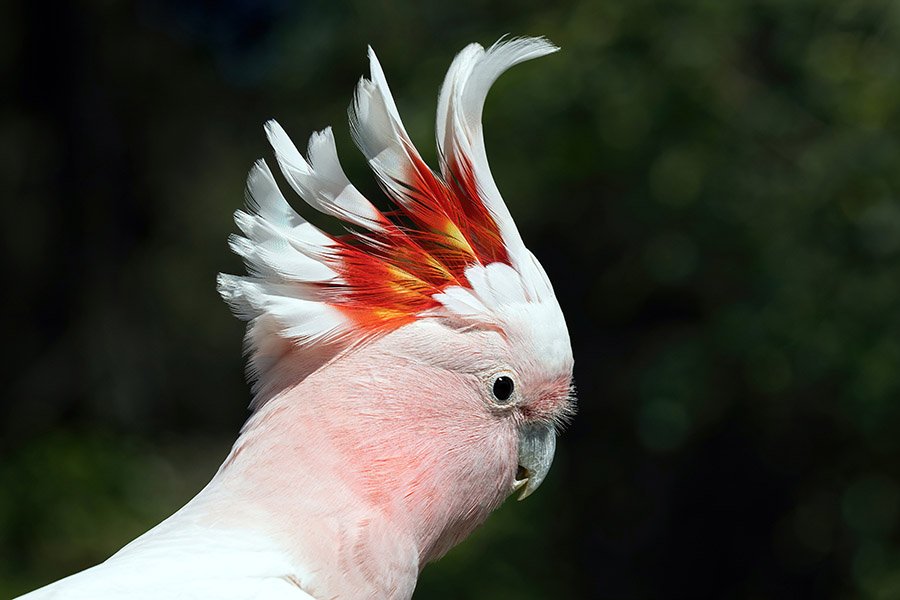 Pink Parrots - Major Mitchell’s Cockatoo