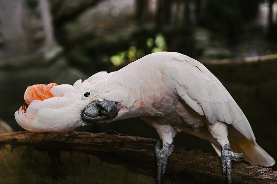 Pink Parrots - Salmon-Crested Cockatoo