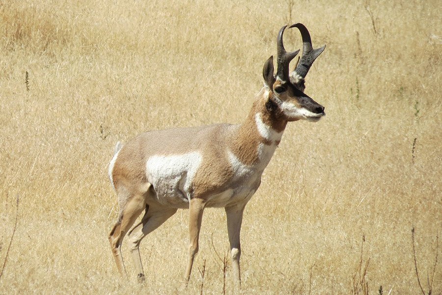 Pronghorn horns