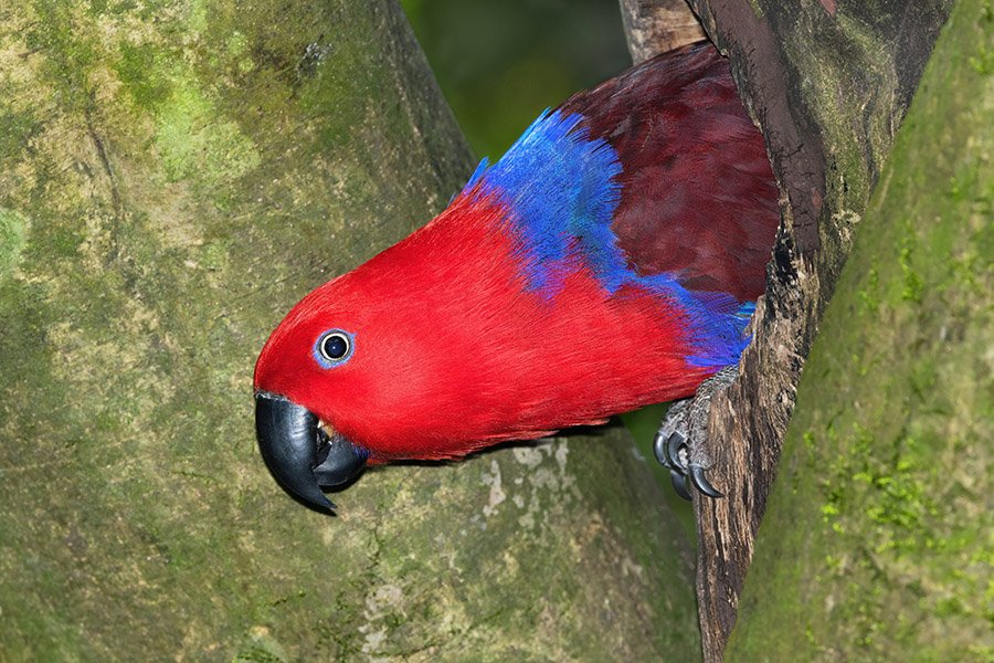 Purple Parrots - Eclectus