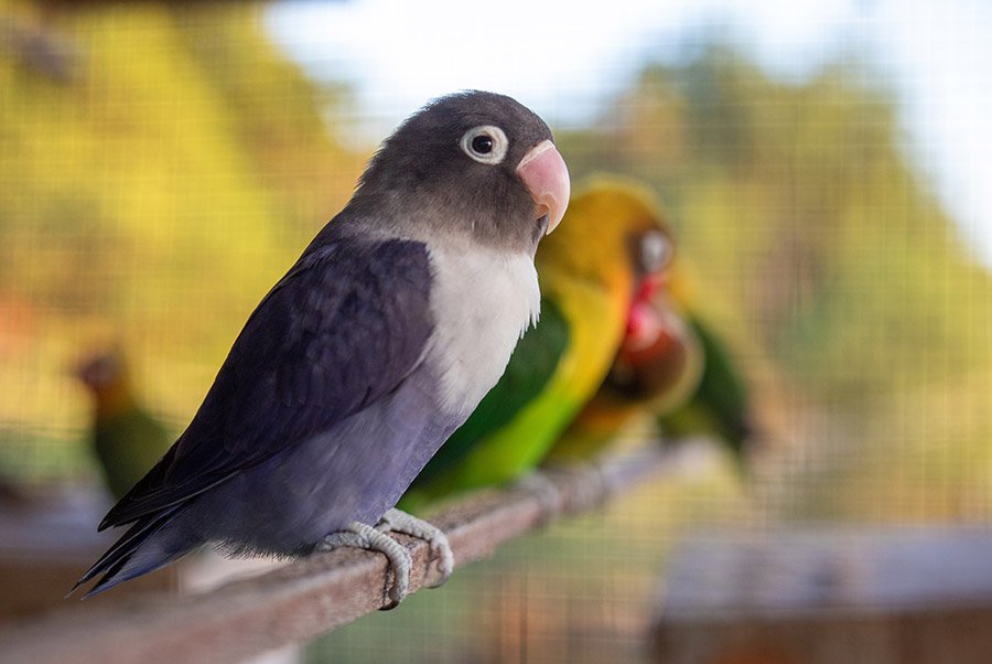 Purple Parrots - Lovebird