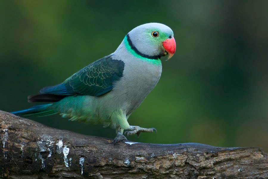 Purple Parrots - Malabar Parakeet