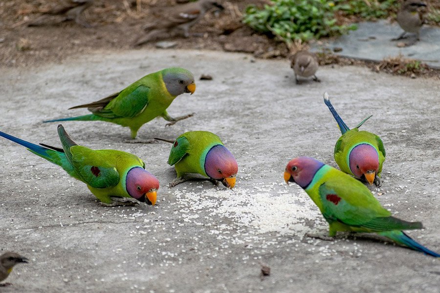 Purple Parrots - Plum-Headed Parakeet