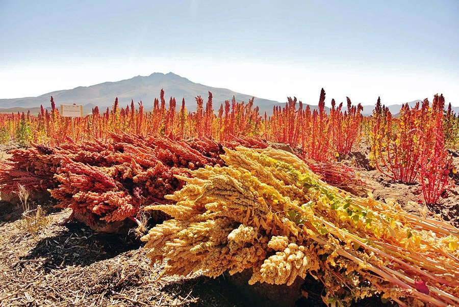 Quinoa