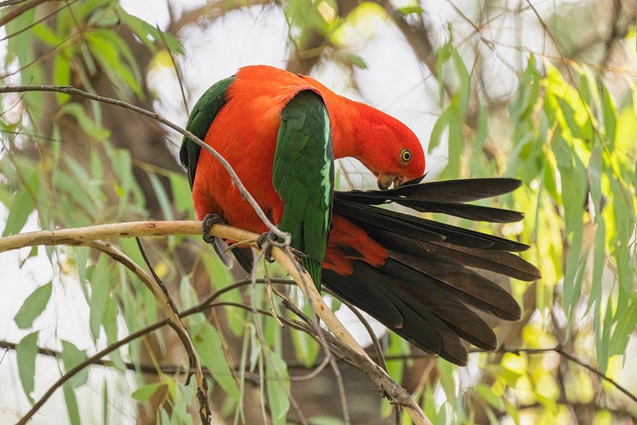 Red Parrots - Australian King Parrot