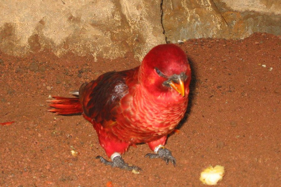 Red Parrots - Cardinal Lory