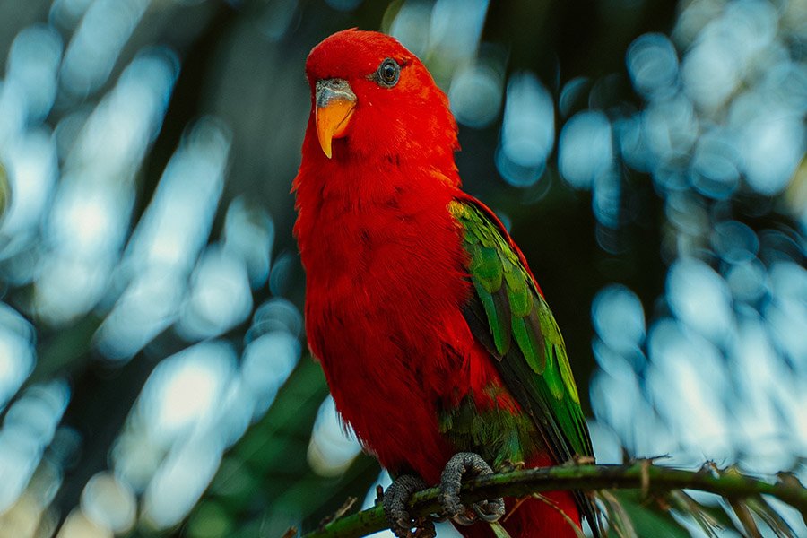 Red Parrots - Chattering Lory