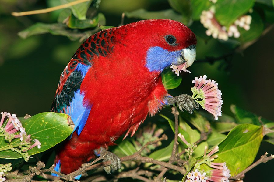 Red Parrots - Crimson Rosellas