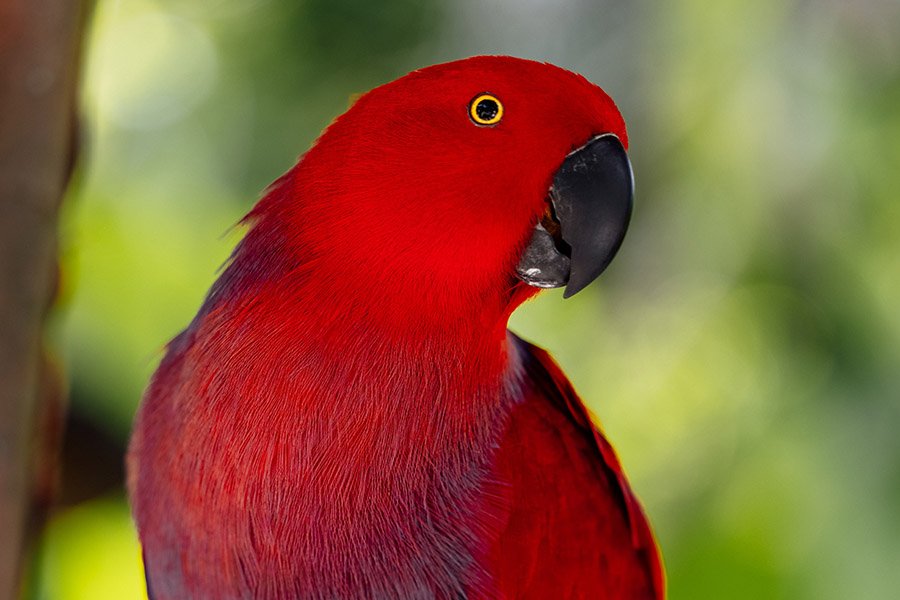 Red Parrots - Eclectus