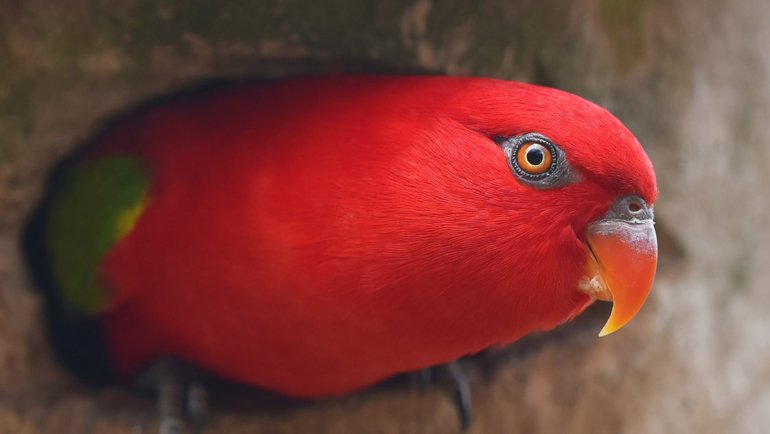 Red Parrots - Hero