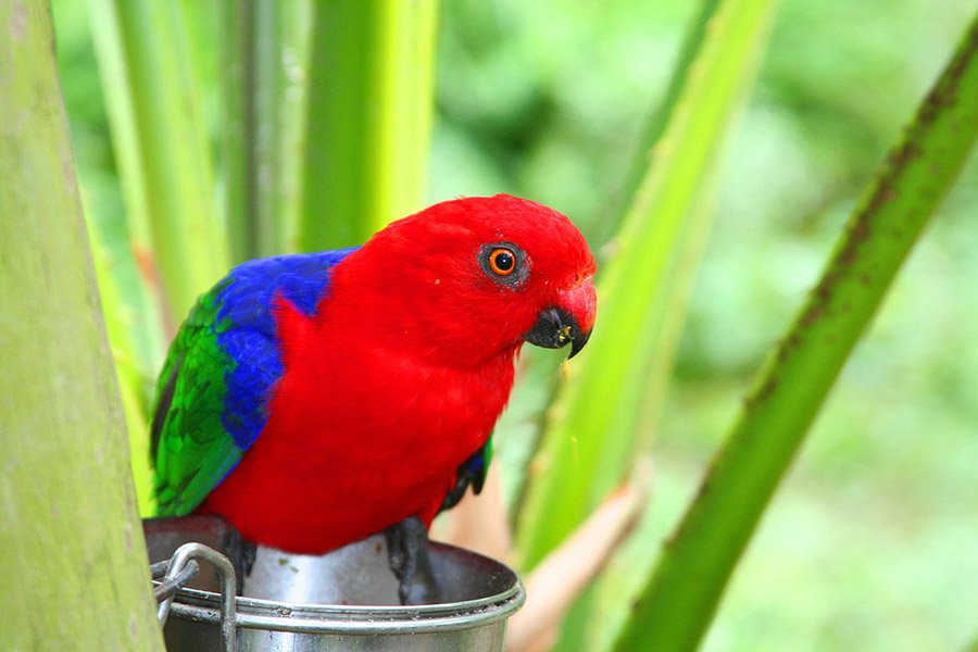 Red Parrots - Moluccan King Parrot