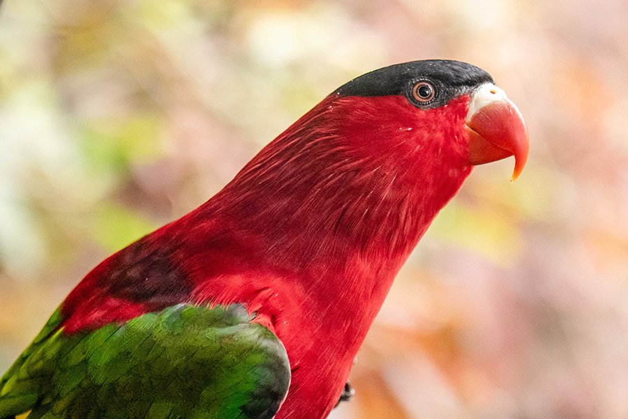 Red Parrots - Purple-Naped Lory