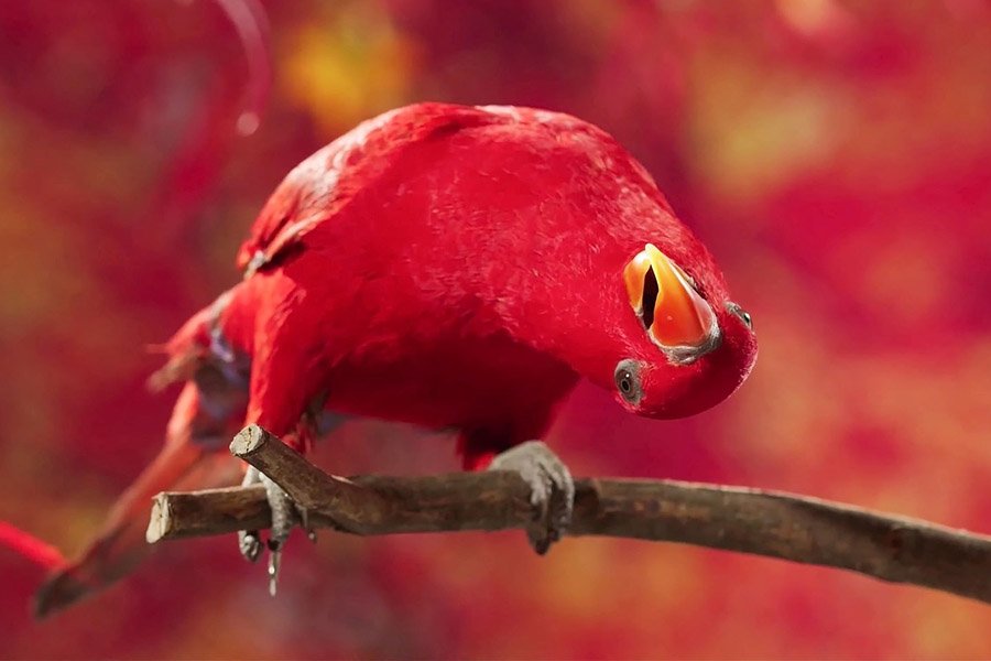 Red Parrots - Red Lory