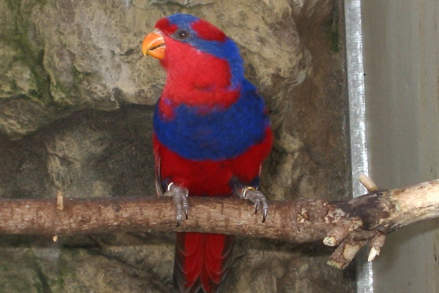 Red Parrots - Red and Blue Lory