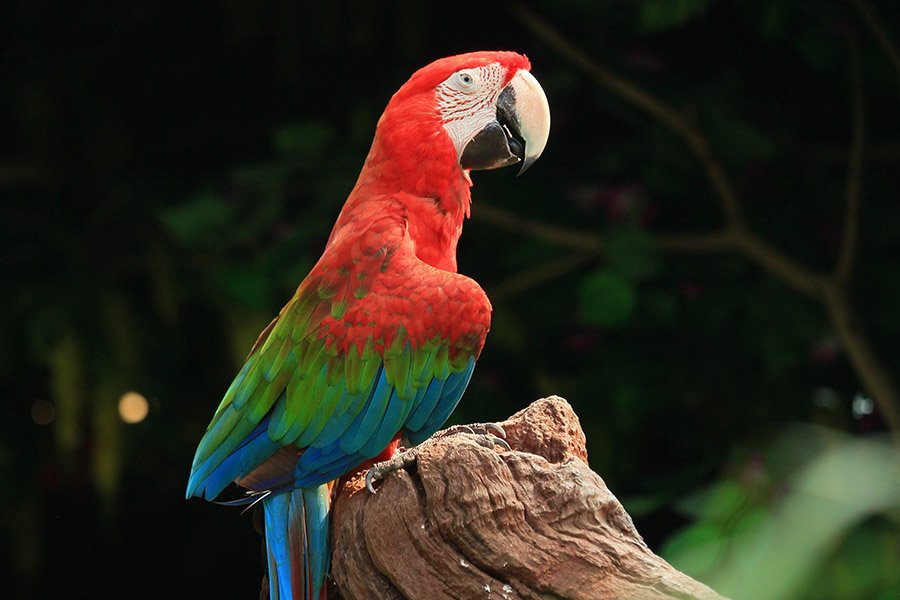 Red Parrots - Red and Green Macaw