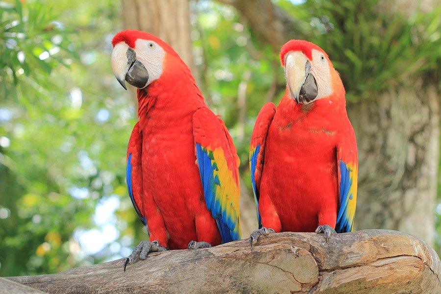 Red Parrots - Scarlet Macaw