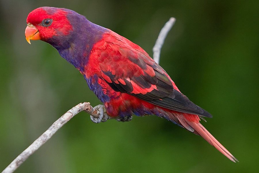 Red Parrots - Violet-Necked Lory