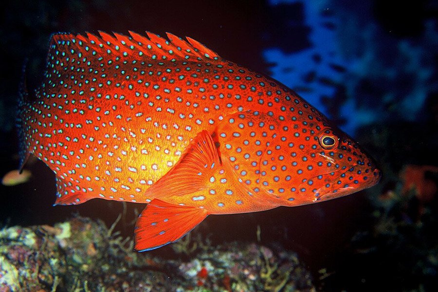 Red and Blue Animals - Coral Grouper