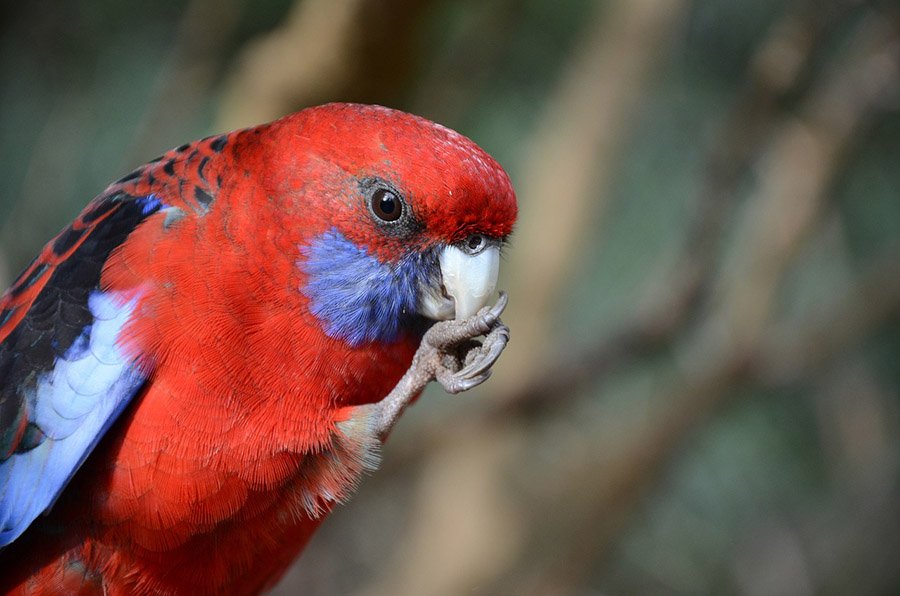 Red and Blue Animals - Eastern Rosella