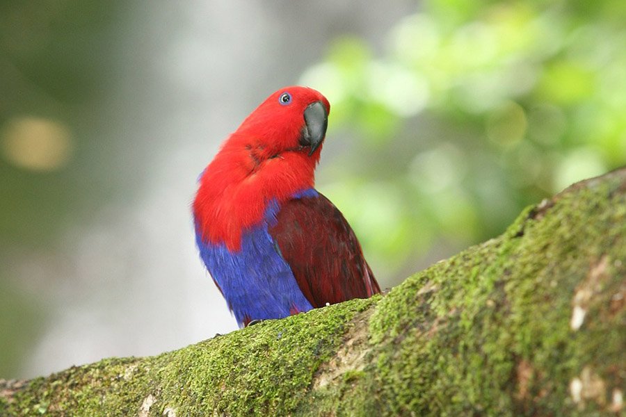 Red and Blue Animals - Eclectus Parrot