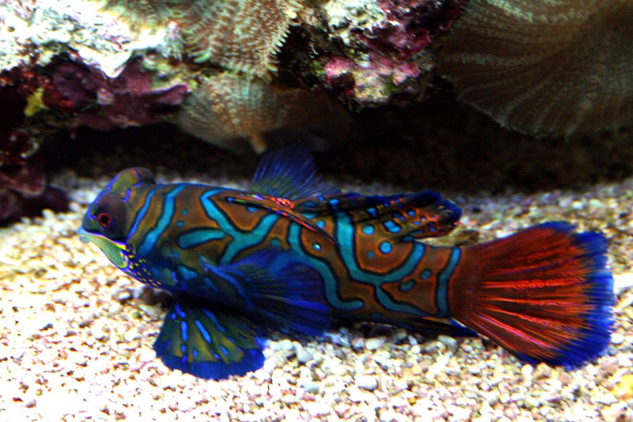 Red and Blue Animals - Mandarin Dragonet