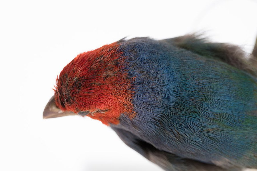 Red and Blue Animals - Red-Headed Parrotfinch