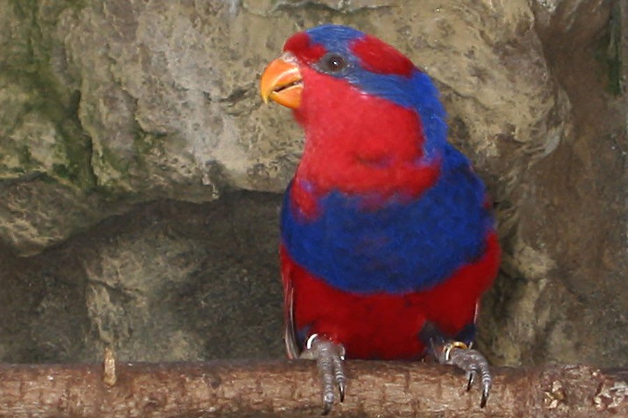 Red and Blue Animals - Red-and-Blue Lory